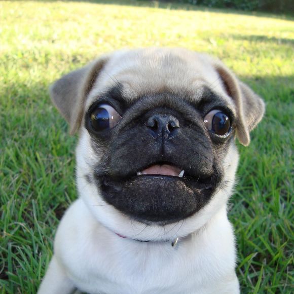 Meet your Posher, Michele - Picture 1 of 1